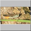 Chorthippus brunneus - Brauner Grashuepfer 04.jpg